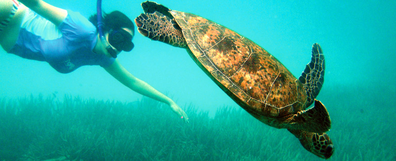 Great Barrier Reef off the coast of Australia